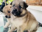 Lion Pomeranian Puppies