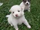 Lion Pomeranian Puppies