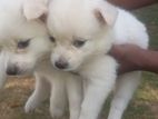 Lion Pomeranian Puppies