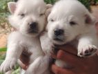 Lion Pomeranian Puppies