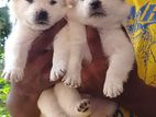 Lion Pomeranian Puppies