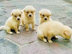 Lion Pomeranian Puppies