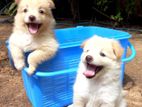 Lion Pomeranian Puppies