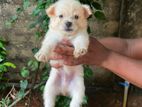 Lion Pomeranian Puppies