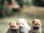 Lion Pomeranian Puppies