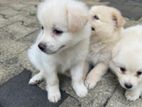 Lion Pomeranian Puppies