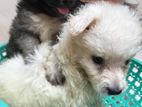 Lion Pomeranian Puppies