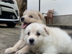 Lion Pomeranian Puppies