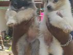Lion Pomeranian Puppies