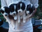 Lion Pomeranian Puppies