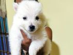 Lion Pomeranian Puppies