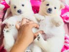 Lion Pomeranian Puppies
