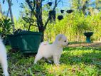 Lion Pomeranian Puppies