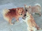 Lion Pomeranian Puppies