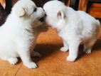 Lion Pomeranian Puppies