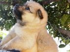 Lion Pomeranian Puppies