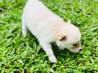 Lion Pomeranian Puppies