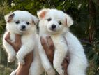 Lion Pomeranian puppies