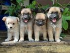 Lion Pomeranian Puppies