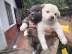 Lion Pomeranian Puppies