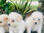 Lion Pomeranian Puppies