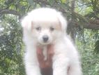 Lion pomeranian puppies