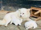 Lion Pomeranian Puppies