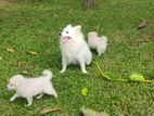 Lion Pomeranian Puppies