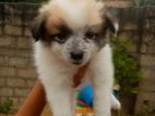 Lion Pomeranian Puppies