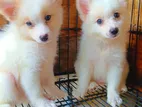 Lion Pomeranian Puppies