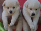 Lion Pomeranian puppies