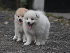 Lion Pomeranian Puppies