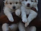 Lion Pomeranian Puppies