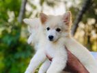 Lion Pomeranian Puppies