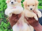 Lion Pomeranian Puppies