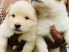 Lion Pomeranian Puppies