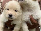 Lion Pomeranian Puppies