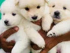 Lion Pomeranian Puppies
