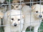 Lion Pomeranian Puppies