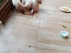 Lion Pomeranian Puppies