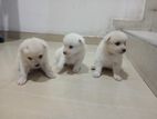 Lion Pomeranian Puppies