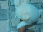 Lion pomeranian puppies