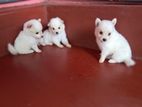 Lion Pomeranian Puppies