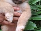 Lion Pomeranian Puppies