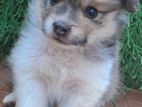 Lion Pomeranian Puppies