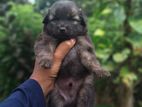 Lion Pomeranian puppies