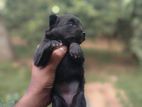 Lion Pomeranian puppies