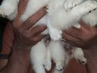 Lion Pomeranian Puppies (Japanese)