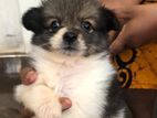 Lion Pomeranian Puppy (Female)