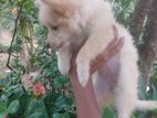 Lion Pomeranian Puppy